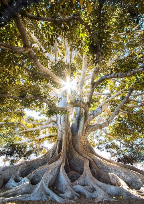 A tree with sun shining through it's branches.