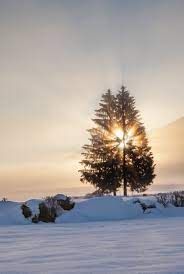 A tree in the snow with sun shining through.