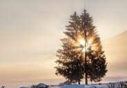 A tree in the snow with sun shining through.